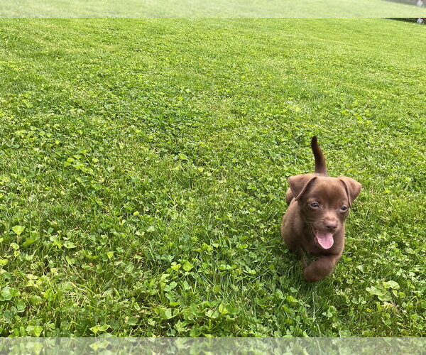 Medium Photo #4 Australian Shepherd-Chihuahua Mix Puppy For Sale in Fort Wayne, IN, USA
