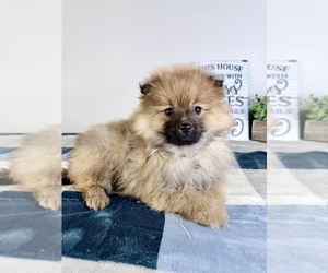 Pomeranian Puppy for sale in GREENFIELD, IN, USA