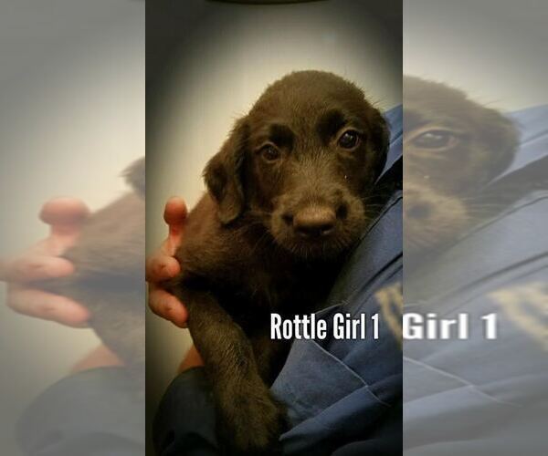 Medium Photo #1 Rottle Puppy For Sale in TULSA, OK, USA