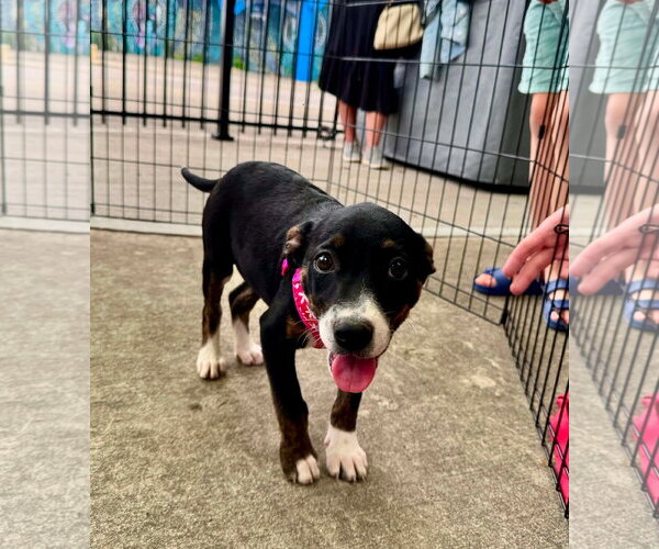 Medium Photo #8 Mountain Cur-Unknown Mix Puppy For Sale in Germantown, OH, USA