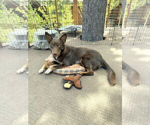 Australian Kelpie-Unknown Mix Dogs for adoption in Yuba City, CA, USA