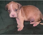 Small Photo #4 American Bully Puppy For Sale in RICHMOND, VA, USA