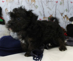 Small Photo #24 YorkiePoo Puppy For Sale in CHANUTE, KS, USA