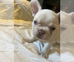 Small #1 French Bulldog