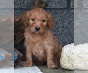 Goldendoodle Puppy for sale in FREDERICKSBURG, OH, USA