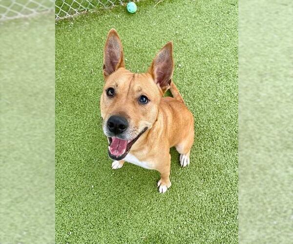 Medium Photo #1 American Pit Bull Terrier-German Shepherd Dog Mix Puppy For Sale in Pasadena, TX, USA