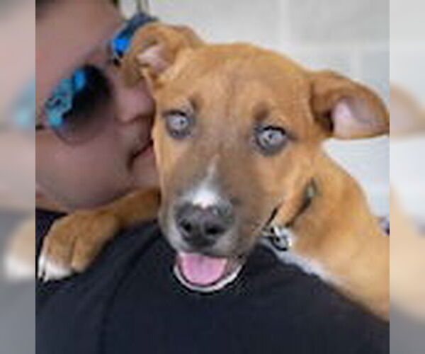 Medium Photo #1 Mutt Puppy For Sale in Wilmington, NC, USA