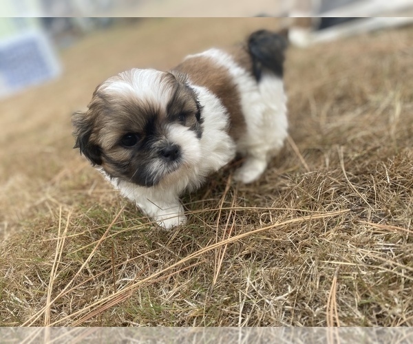 Medium Photo #68 Shih Tzu Puppy For Sale in VENETA, OR, USA