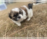 Small Photo #68 Shih Tzu Puppy For Sale in VENETA, OR, USA
