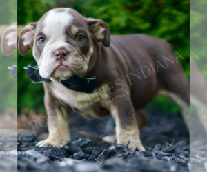 Bulldog Puppy for sale in WARSAW, IN, USA