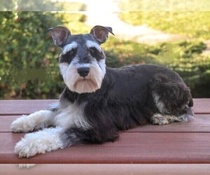 Father of the Schnauzer (Miniature) puppies born on 07/15/2025