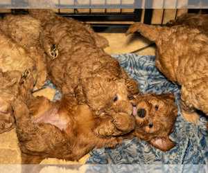 Goldendoodle mix (+ Poodle Toy) Puppy for sale in EL CENTRO, CA, USA