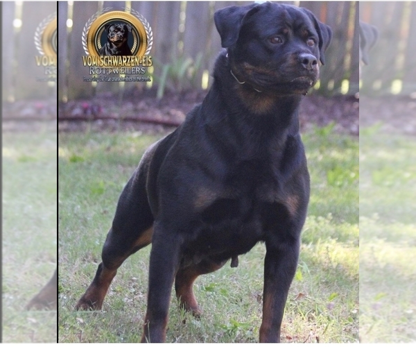 Medium Photo #1 Rottweiler Puppy For Sale in HAMPTON, GA, USA