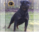 Small Photo #1 Rottweiler Puppy For Sale in HAMPTON, GA, USA