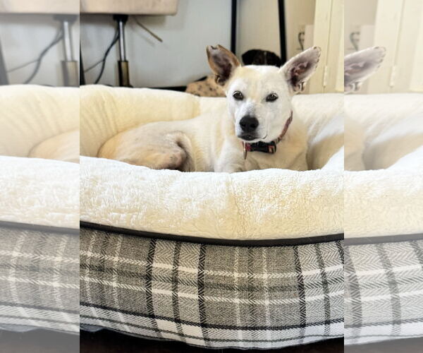 Medium Photo #1 Mutt Puppy For Sale in Queen Creek, AZ, USA