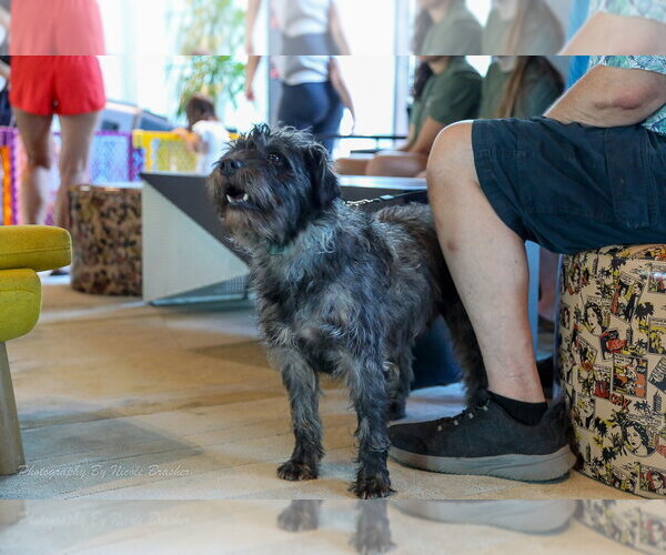 Medium Photo #5 Mutt Puppy For Sale in Mooresville, NC, USA