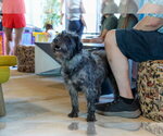 Small #4 Mutt