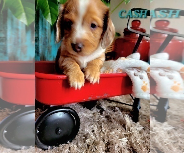 Medium Photo #11 Dachshund Puppy For Sale in THORNTON, CO, USA