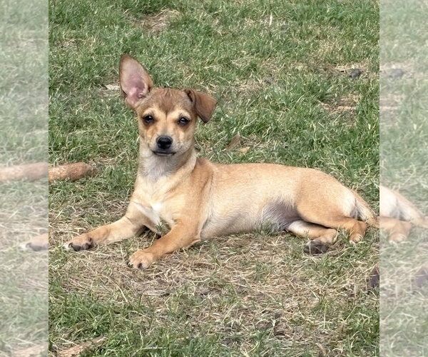 Medium Photo #4 Chihuahua-Unknown Mix Puppy For Sale in Rockaway, NJ, USA