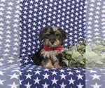 Small Photo #3 YorkiePoo Puppy For Sale in LINCOLN UNIVERSITY, PA, USA