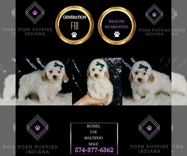 Medium Photo #107 Maltipoo (Miniature) Puppy For Sale in WARSAW, IN, USA