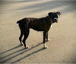 Small #3 Boxer