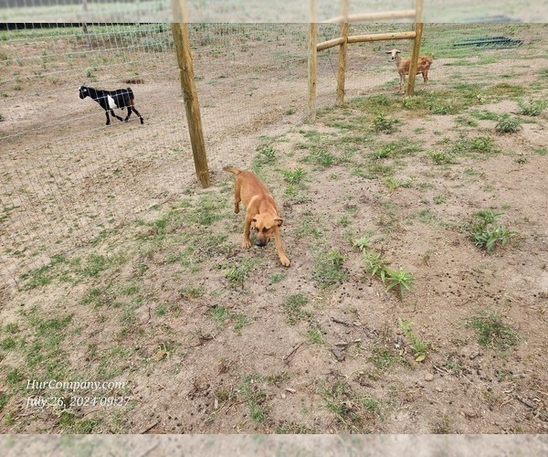 Medium Photo #10 Catahoula Leopard Dog Puppy For Sale in CUMBY, TX, USA