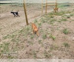 Small #9 Catahoula Leopard Dog