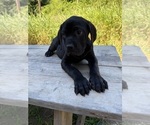 Small #5 Cane Corso