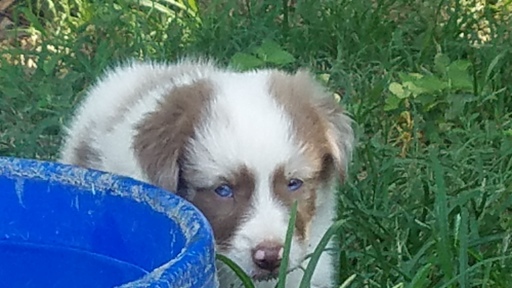 Medium Photo #1 Australian Shepherd Puppy For Sale in NEWBERN, TN, USA