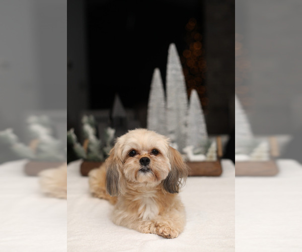 Medium Photo #1 Shorkie Tzu Puppy For Sale in VANCOUVER, WA, USA