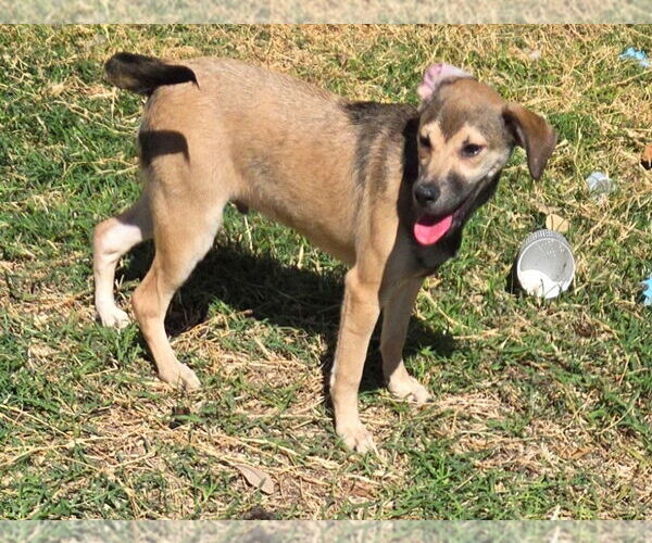 Medium Photo #2 Labradinger Puppy For Sale in San Antonio, TX, USA