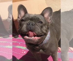 Father of the French Bulldog puppies born on 06/11/2019