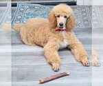 Small Photo #3 Poodle (Standard) Puppy For Sale in Chino Hills, CA, USA