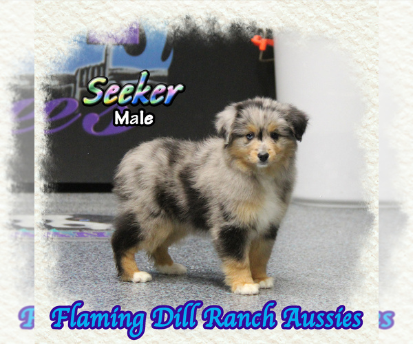 Medium Photo #1 Miniature Australian Shepherd Puppy For Sale in FORESTBURG, TX, USA