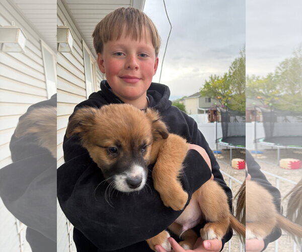 Medium Photo #2 Borador Puppy For Sale in Sandy, UT, USA