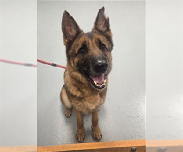 Medium Photo #1 German Shepherd Dog Puppy For Sale in St. Cloud, FL, USA