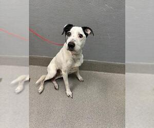 American Pit Bull Terrier-Unknown Mix Dogs for adoption in Las Vegas, NV, USA