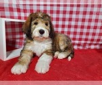 Small Photo #6 Bernedoodle Puppy For Sale in BLACK FOREST, CO, USA