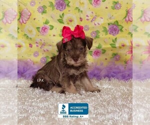 Schnauzer (Miniature) Puppy for sale in WINNSBORO, LA, USA