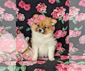 Fox Terrier (Smooth)-Pomeranian Mix Puppy for sale in LEOLA, PA, USA
