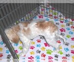 Small #14 Cavapoo-Poodle (Miniature) Mix
