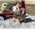 Small Photo #3 French Bulldog Puppy For Sale in VICTORVILLE, CA, USA