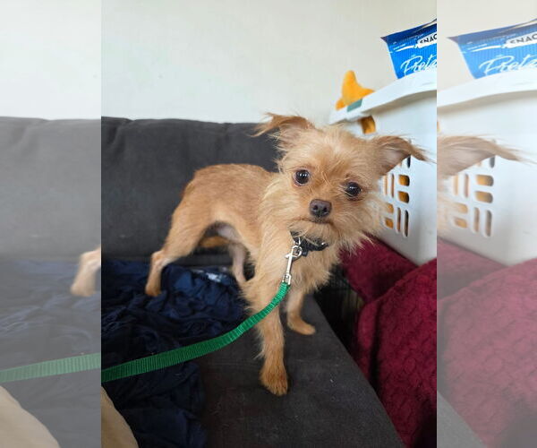 Medium Photo #2 Chihuahua-Unknown Mix Puppy For Sale in New London, WI, USA