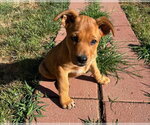 Small #2 Mastador