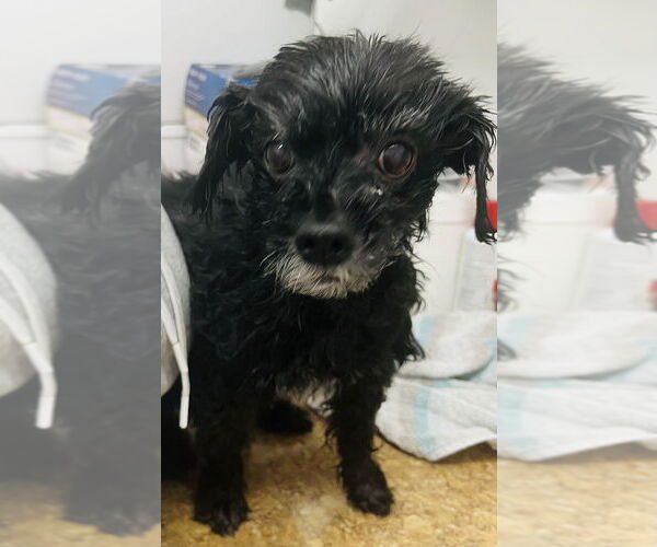 Medium Photo #3 Maltese-Unknown Mix Puppy For Sale in Mundelein, IL, USA