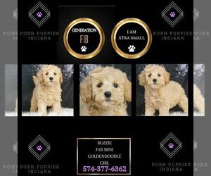 Goldendoodle (Miniature) Puppy for sale in WARSAW, IN, USA