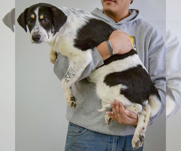 Medium Photo #3 Labrenees Puppy For Sale in Huntley, IL, USA