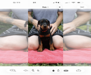 Medium Doberman Pinscher