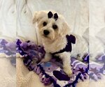 Small Photo #1 Maltese Puppy For Sale in Bon Carbo, CO, USA